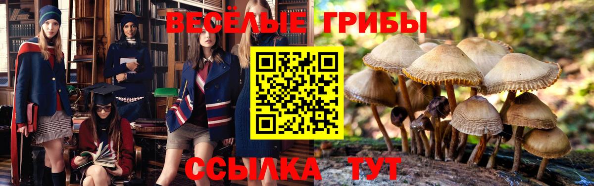Сертолово  Галлюциногенные грибы GOLDEN TEACHER  Вход с VPN  хочу наркоту  Псилоцибиновые грибы MAGIC MUSHROOMS 